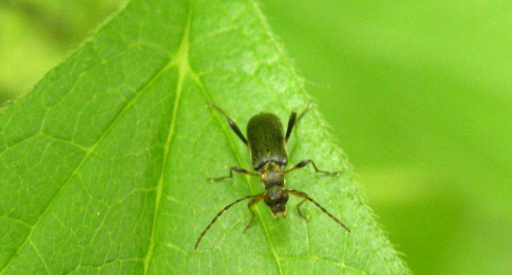 Cantharidae... no, Grammoptera ruficornis (Cerambycidae)